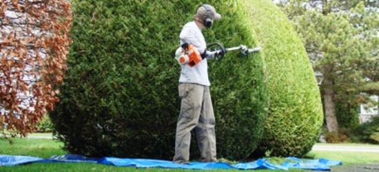 Taille d'une haie par un jardinier professionnel à domicile